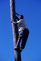 Archipel-des-Comores;-Cocotier;-France;-Grimpeur;-Homme;-Kaleidos;-Kaleidos-images;-La-parole-à-limage;-Laurent-Abad;-Mayotte;-Noix-de-coco;-Océan-Indien;-Récolte;-Stories-Pictures;-Travail
